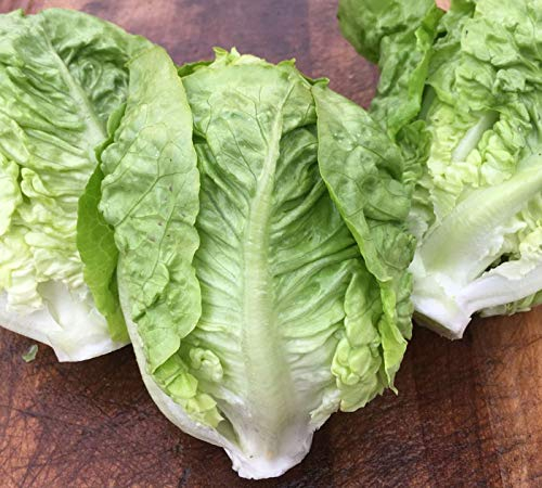 250 x Samen Salat Succrine/Salatherzen mehrjährig 100% Natursamen aus Portugal handgepflückt