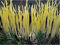 Aamish Semillas de plantas de puerro cebollino amarillo