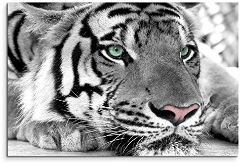 Sinus Art Leinwandbild 120x80cm Künstlerische Fotografie – Weißer Tiger mit grünen Augen