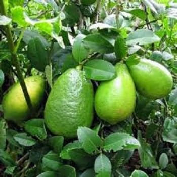 100pcs graines de citronnier