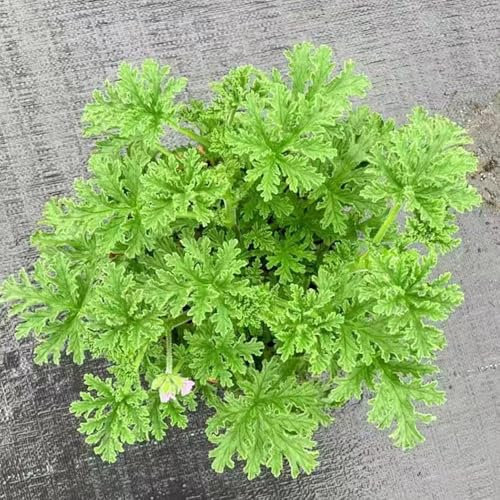 semi di geranio limone - fiori di geranio limone piante resistenti in vaso da giardino per uomo semi erbe aromatiche piante erbacee da appartamento pelargonium graveolens erbe 55pcs