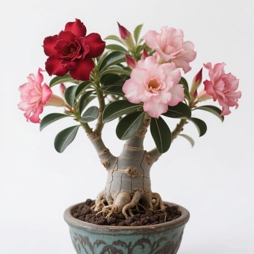 Lebende Wüstenrose (Topf)/Adenium/Zimmer-Wüstenrose(großblütig)-Winterharte Mehrjährige/Trockenheitsresistent/Pflegeleicht-2 Rhizome-C