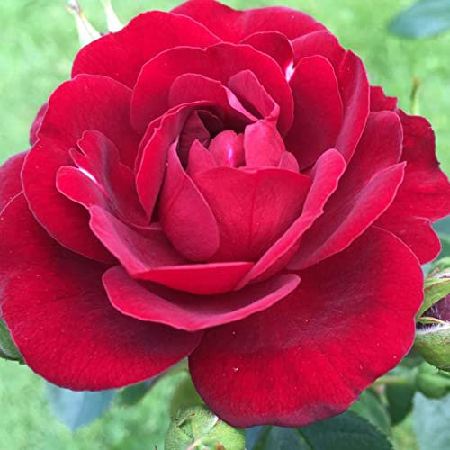 Rosa Patio Rose 'Sweet Wishes' Plant