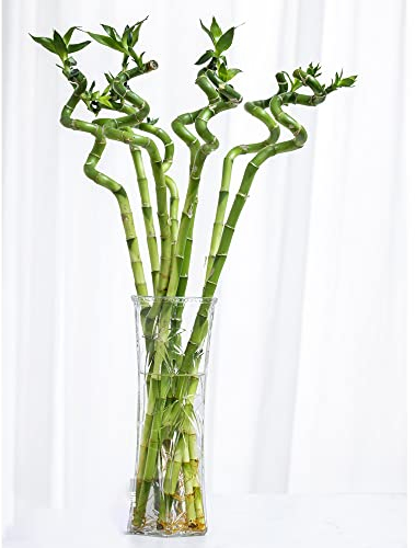 GlüCksbambus Bonsai Samen Bambus Pflanze Zimmerpflanzen Lucky Bamboo Hydrokultur Pflanzen Exotische Topf Pflanze Bambuspflanze Deko Wohnzimmer GäRtner Geschenke 20 GlüCksbambus Kaufen Saatgut
