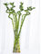 GlüCksbambus Bonsai Samen Bambus Pflanze Zimmerpflanzen Lucky Bamboo Hydrokultur Pflanzen Exotische Topf Pflanze Bambuspflanze Deko Wohnzimmer GäRtner Geschenke 20 GlüCksbambus Kaufen Saatgut
