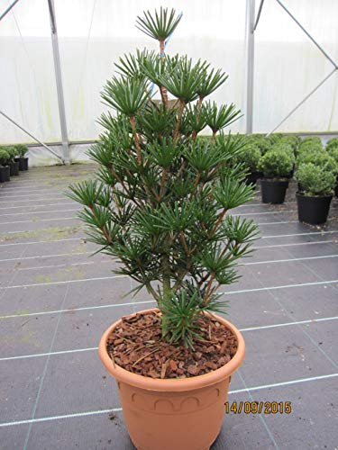 Japanische Schirmtanne Beauty Green - Sciadopitys verticillata Beauty Green - 40-50cm