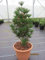 Japanische Schirmtanne Beauty Green - Sciadopitys verticillata Beauty Green - 40-50cm