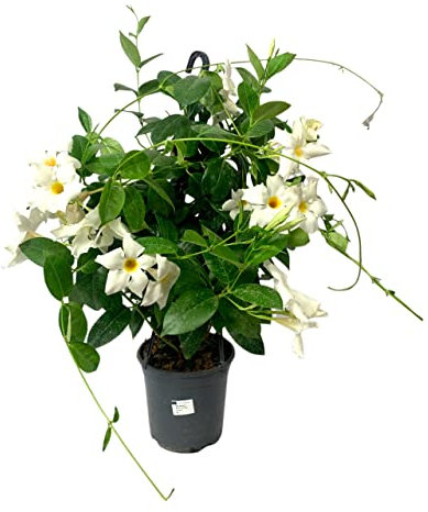 Dipladenia Natural Planta de Exterior con Grandes Flores de Color BLANCO