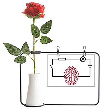 OFFbb-USA Circuit Brain Power Physics Künstliche Rose Blume Hängende Vasen Dekoration Flasche