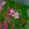 Prachtkerze Rosy Jane - Gaura lindheimeri - Gartenpflanze