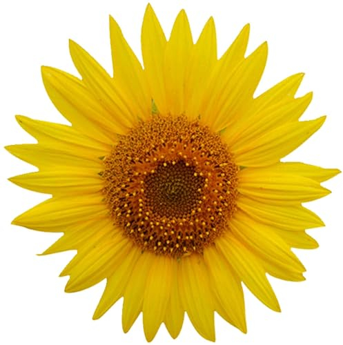 kleberio Selbstklebender Aufkleber Sticker Autoaufkleber wetterfest Blumen Mülltonne Blumenwiese Dekoration Fensterbild Fliesenaufkleber 20 x 20 cm - Sonnenblume Gelb -