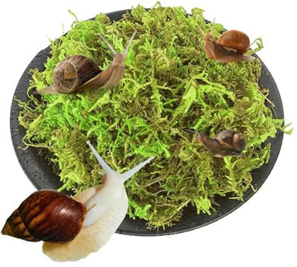 Premium Natürliches Moos für Reptilien Grün Moss Dekoration Moosmatten Moosplatten Terrarium Dekoration für Schnecken Frösche Einsiedlerkrebse Schildkröten