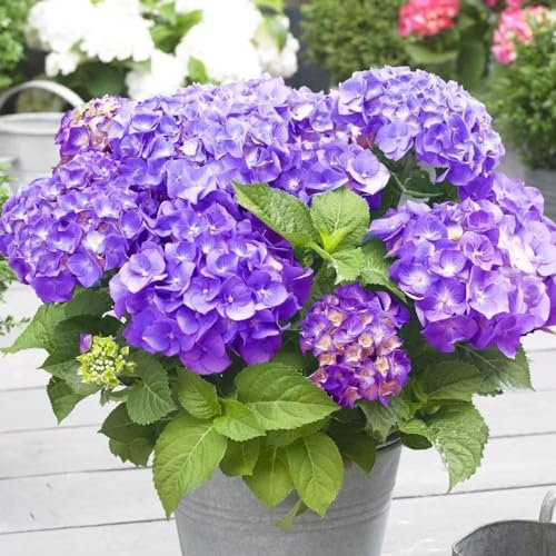 Plant Theory Little Purple Mophead Hydrangea Hydrangea Macrophylla Shrub Plant 2L Pot
