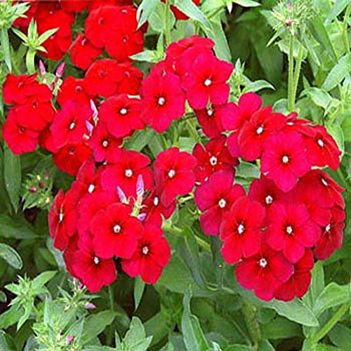 50 Phlox Scarlet Beauty Seeds - Red Phlox Annual Seeds - 50 Seeds