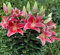 Lot de 3 bulbes de lys orientaux Rose