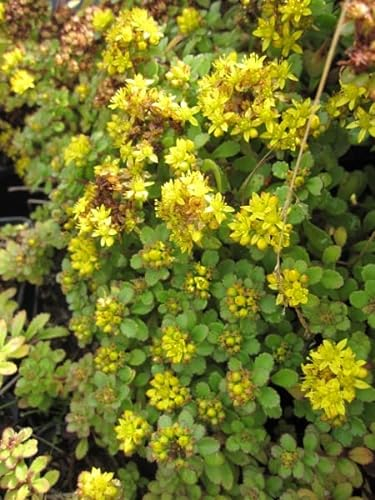 Amur-Fettblatt Göttingen - Fetthenne Göttingen - Sedum middendorfii Göttingen Stückzahl Rabatt 5er-Paket