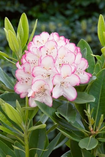 Rhododendron Hybride 'Picotee' 40-50 cm – Winterhart, Immergrün, Mehrjährig – Rhododendron – Zierstrauch für Garten & Kübel