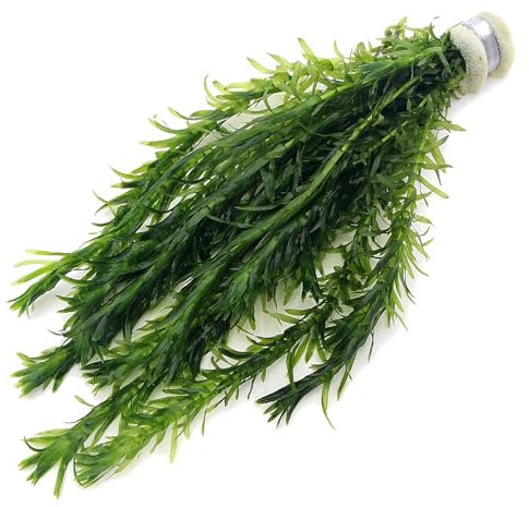 K2AQUA 10 Stems 1 Bunch Elodea Densa Live Aquarium Plants Oxygenating Weed Live Pond Plant Water Tank Aquatic Plants Egeria