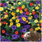 100 Semillas de Petunias Enanas - Flores Coloridas para Balcón, Jardín, Macetas y Decoración de Exteriores - Fáciles de Cultivar, Ideal para Regalo (Multicolor)
