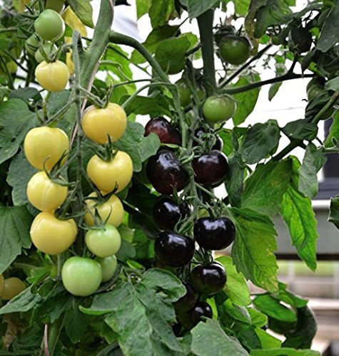 Green Leaf ® Pomodoro Indigo Rose Cherry D3616A (nero) 25 sementi biologiche