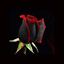100 Abracadabra Semi di rosa, colore raro, semi di fiori splendidi di Osiria Rose. Il seme di rosa dell'amante