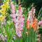 Gladiolen Zwiebeln Winterhart Gladiolen Zwiebeln MehrjäHrig Gladiolen Zwiebeln Mini Gladiolen Zwiebeln Mix Gladiolen Knollen Gladiolenzwiebeln MehrjäHrig Winterhart Gladiolen Mini-15Zwiebeln
