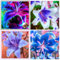 Lilium martagon zwiebeln,Winterharte mehrjährig,lilien Deko,lilie riesen,lilien zwiebeln Forever susan,Lilien im topf,Lilie,duft lilien,lilien knollen,lilien zwiebeln winterhart.-6 zwiebeln-A