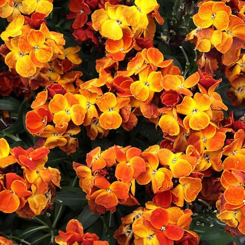 Perfect Plants Winter WallFlower Plants Orange - Outdoor Garden Ready Bedding Plants - 6 Plants Each Delivered in a 10.5cm Plant Pot - Delightful Sweet Fragrance