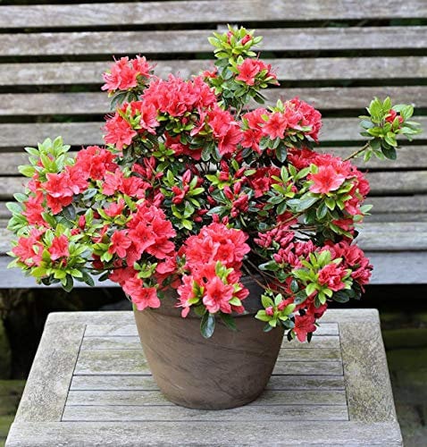 Japanische Azalee Orange Beauty 20-25cm - Rhododendron obtusum - Zwerg Alpenrose