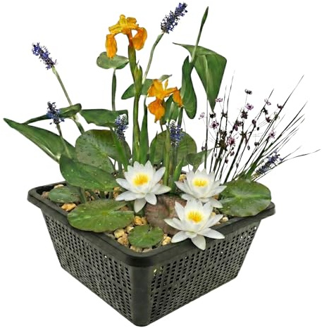 vdvelde․com - Mini pond bianco, ninfea nana e 4 piante acquatiche
