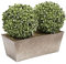 Double Ball Aglaia Boxwood in Slanted Rustic Tin