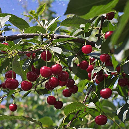 Cherry Crown Morello Hardy Tree Wildlife Garden Fruit Plant Summer Flowering Easy to Grow 1x Bareroot by Thompson and Morgan