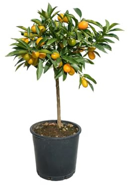 Pianta di Kumquat - Mandarino Cinese (vaso - 20) con frutto - Immagine reale