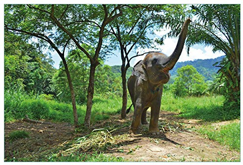 Wallario Küchenrückwand selbstklebend 90 x 60 cm, Motiv: Junger Elefant im Dschungel | Spritzschutz abwischbar & pflegeleicht