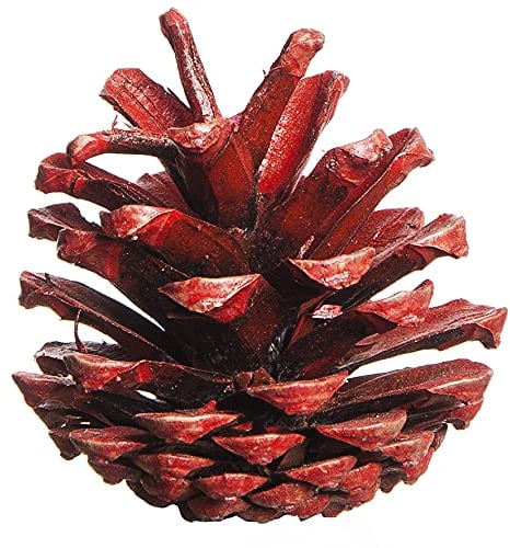 naninoa Natur-deko KIEFERN- ZAPFEN ca 50-90mm. 4,5 Liter. Baumzapfen in ROT