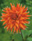 Kaktus Dahlien Color Spectacle Knolle Blumenzwiebel (1)