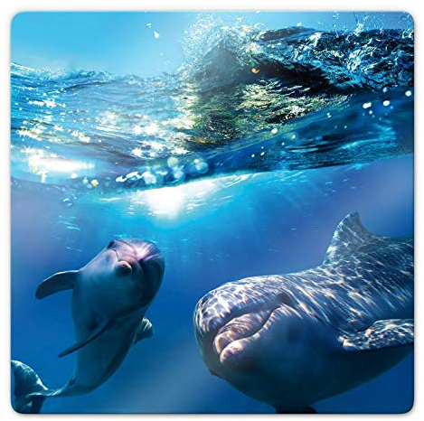 Delfine Glasbild Dolphins Badezimmer Deko Unterwasser Ozean Meer Sonne Licht Meerestiere 50x50cm
