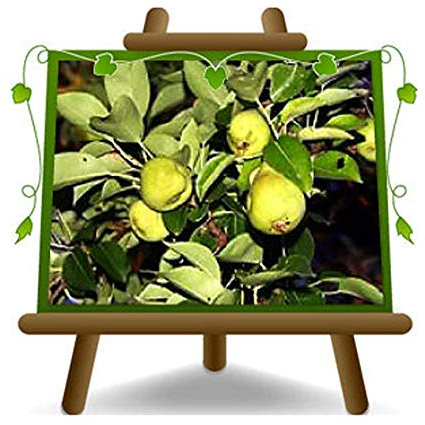 Poirier arbre de poires Nain – Plante fruitière porte greffe COT:BA. 29 sur pot 26 - arbre max 100 cm - 4 ans