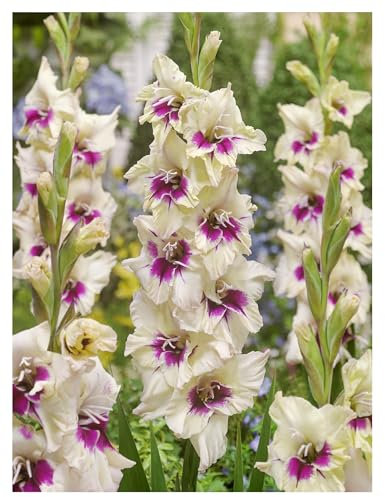 14 Bulbi di gladioli bianchi e viola | bulbi estivi | gladiolo Amber Mistique circ. 12/14cm | MY PLANTIS.it | spedito da ITALIA