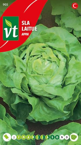 Semi di Lattuga Appia - Lattuga a cespo grande