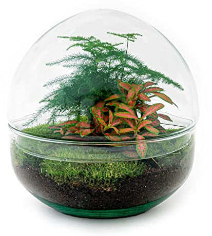 Terrario de Plantas • Cúpula Roja • Planta de ecosistema • ↑ 20 cm