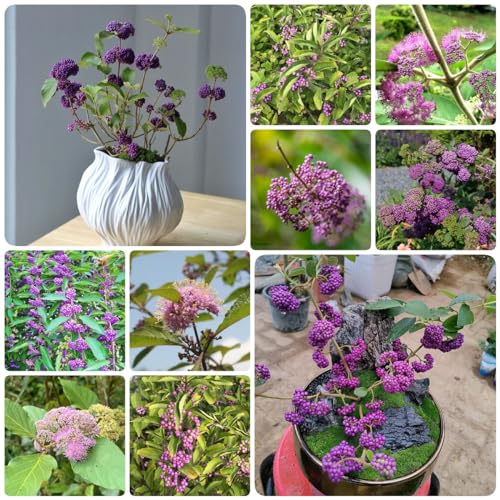 150 Pcs Liebesperlenstrauch Lila Samen - Geschenke Für Gärtner, Gartendeko Für Draußen, Heilkräuter (Callicarpa Bodinieri) Kletterpflanzen Winterhart Schnellwachsend, Kräutergarten