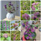150 Pcs Liebesperlenstrauch Lila Samen - Geschenke Für Gärtner, Gartendeko Für Draußen, Heilkräuter (Callicarpa Bodinieri) Kletterpflanzen Winterhart Schnellwachsend, Kräutergarten