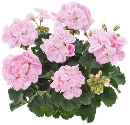Geranium Zonal Dolce 'Light Pink' Summer Plug Plants Pack x6