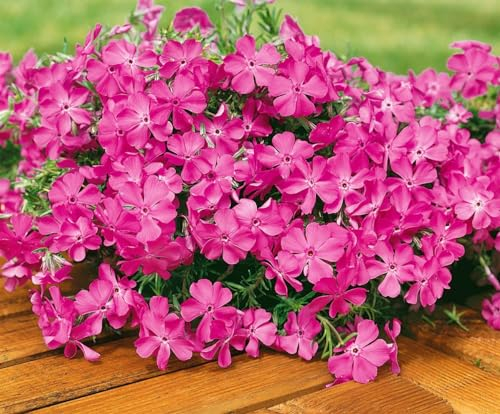 Phlox subulata 'McDaniel's Cushion' 9x9 cm Topf – Winterhart, Mehrjährig, Pflegeleicht – Polsterphlox – Bodendecker für Steingarten & Beet