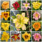 550 pcs taglilien winterhart samen - schnittblumen, exotische pflanzen taglilie pflanze kaufen - Hemerocallis Fulva - samen geschenk, blumengarten outdoor pflanzen, exotische pflanzen
