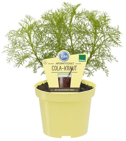Cola-Kraut in BIO-Qualität - Artemisia abrotanum var. maritima - Kräuterpflanze im 12cm Topf