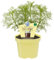 Cola-Kraut in BIO-Qualität - Artemisia abrotanum var. maritima - Kräuterpflanze im 12cm Topf