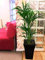 Easy Plants 1 grande plante de palmier Kentia dans un pot Milano noir brillant – 90/100 cm de haut