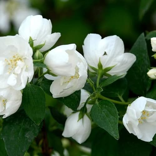 Gefüllter Gartenjasmin 'Bouquet Blanc' - Philadelphus 'Bouquet Blanc' - 50-60 cm Topf - Duftender Zierstrauch
